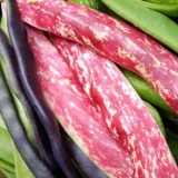 Francuski pasulj šparoga